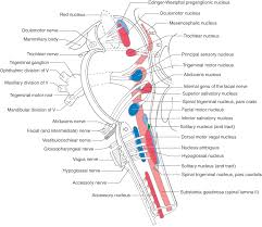 / brainstem special somatic sensory nuclei mediate hearing and positional equilibrium. Cranial Nerves Nerve Facial Nerve