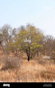 Image result for Diospyros mespiliformis