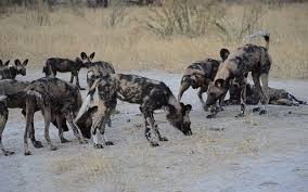 The african wild dog can stand about 2 ½ feet tall. Breakthrough In Botswana Shared Scent Marking Sites Are The Key To Communication Between African Wild Dog Packs Botswana Predator Conservation Trust