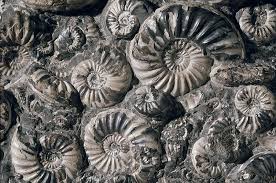 Ammonites are all over the area waiting to be picked up, or hammer drilled out of the 60 million year old. Fantastic Fossils Natural History Museum