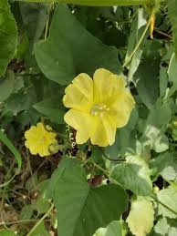 Image result for Merremia stellata