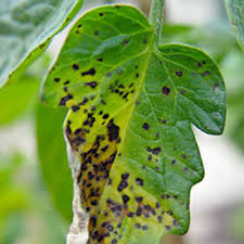 Image result for tomato seedling xanthomonas vesicatoria