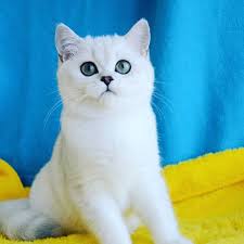 prodazha britanskih kotyat okrasa serebristaya shinshilla vse voprosy viber and whatsapp 380667467184 amormiocats gmail com https www faceboo julia cats animals