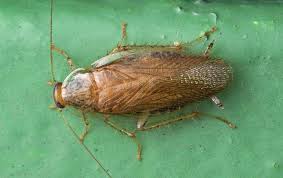 Pest control baton rouge la. Blog The Dangers German Cockroaches Bring To Your Baton Rouge Home