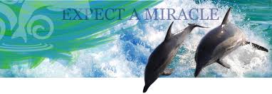 Image result for DOLPHINS