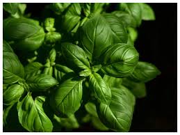 immunity boosting ways to use tulsi to stay safe from viruses and flu the times of india immunity boosting ways to use tulsi to