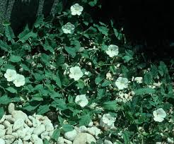 Image result for Convolvulus arvensis