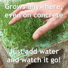 Grotrax On Instagram It S Like Grass Seeds On Steroids Grotrax Doesn T Even Need Soil Just Add Water And Watch It Grow Buy Now At T Grass Seed Soil Grass