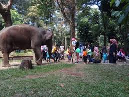 Pengunjung dibatasi 30 persen dari kapasitas normal. Selama Libur Akhir Pekan Kemarin 6000 Orang Kunjungi Kebun Binatang Bandung Di Tengah Pandemi Galamedia News