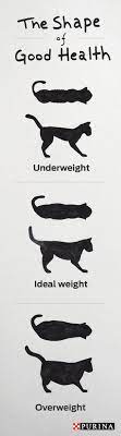 Watching Your Cats Weight Is An Important Part Of Cat Ownership Check In On Your Cats Health Using This Cat Weight Cha Cat Weight Chart Cat Nutrition Cat Help