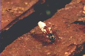 Call a pest control company if you have an established ant infestation or if your home has a greater chance of becoming. How To Identify Remove Carpenter Ants Orkin
