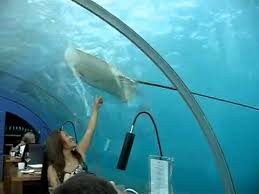 مطعم تحت الماء جزر المالديف Youtube