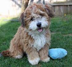 We did not find results for: Havapoos Are So Cute Poodle Mix Puppies Havapoo Puppies Poodle Mix
