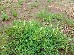 Image result for Rhamphicarpa