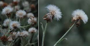 Image result for Brachyachne simonsii