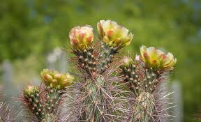 These cacti are notable for their flat cacti leaves and when flowering their red or white tubular. Edible Plants In The Arizona Desert In Scottsdale Official Travel Site For Scottsdale Arizona