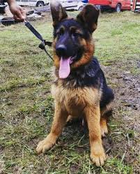 Find local german shepherd dog puppies for sale and dogs for adoption near you. German Shepherd Dog Puppy For Sale In Forest Grove Or Adn 25312 On Puppyfinder Com Gender Male Age 15 Weeks German Shepherd Puppies For Sale Shepherd Dog
