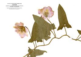 Image result for Convolvulaceae