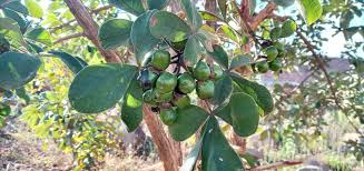 Image result for Vitex payos