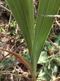 Image result for Gladiolus crassifolius