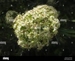 Image result for Gymnosporia buxifolia