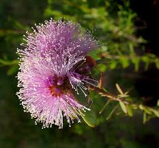 Image result for Melaleuca nesophila