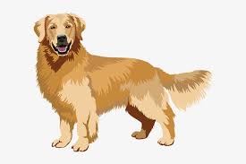 Realistic Dog Art Has Stickers Golden Retriever Art Png Free Transparent Png Download Pngkey ¿estás buscando imágenes golden retriever hd png? has stickers golden retriever art png