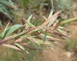 Image result for Cymbopogon caesius