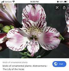 Pin By Rebecca Davis On Rings Dresses Cakes Wedding In 2020 Alstroemeria Garden Flower Beds Flower Garden