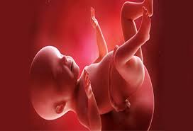 صحيفة الكترونية مهتمة بالشأن الفلسطيني والعربي ، تضم عدة أقسام متنوعة تتناول الشؤون العربية والدولية والشأن الفلسطيني وأخبار الاقتصاد والرياضة والثقافة والفن والعلوم.تواكب دنيا الوطن الأخبار العاجلة والأحداث. ØªØ·ÙˆØ± Ø§Ù„Ø¬Ù†ÙŠÙ† Ù…Ù† Ø§Ù„Ø£Ø³Ø¨ÙˆØ¹ Ø§Ù„Ø«Ø§Ù„Ø« Ø¹Ø´Ø± ÙˆØ­ØªÙ‰ Ø§Ù„Ø£Ø³Ø¨ÙˆØ¹ Ø§Ù„Ø®Ø§Ù…Ø³ Ø¹Ø´Ø± Ø§Ù„Ø¬Ù…Ø§Ù„ Ù†Øª