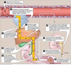 Icterus Bilirubine Pathway Medical Laboratory Science Nursing Study Medical Memes