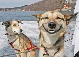 Pictures of dogs making funny faces. These Animals Were Caught Making Funny Faces Explore Awesome Activities Fun Facts Cbc Kids