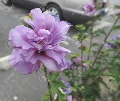 Image result for Hibiscus syriacus Violet Clair Double