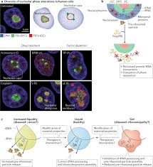 Check spelling or type a new query. The Nucleolus As A Multiphase Liquid Condensate Nature Reviews Molecular Cell Biology
