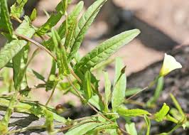 Image result for Xenostegia