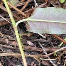 Image result for Persicaria strigosa