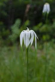 Image result for Rhynchospora rugosa