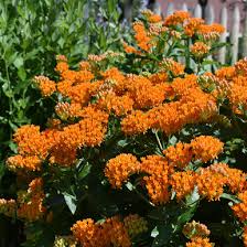 Image result for Asclepias longissima