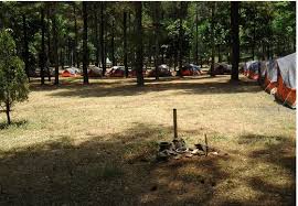 Pathway to the pine forest. Camping Di The Pines Taman Dayu Yuniari Nukti