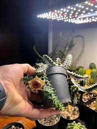 Image result for Huernia zebrina