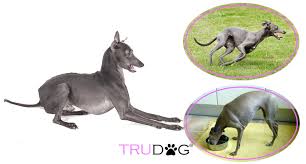 Check spelling or type a new query. Ultimate Guide To Caring For My Italian Greyhound Trudog