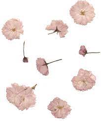 Pressed Cherry Blossoms By Lovableluma Flower Aesthetic Pressed Flowers Flowers