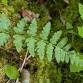 Fern Identification 101: Evergreen and Tardy Ferns event image