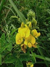 Image result for Crotalaria misella