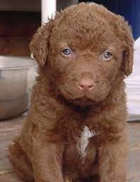 Cabin Ridge Chesapeake Bay Retrievers Retriever Puppy Chesapeake Bay Retriever Puppy Chesapeake Bay Retriever