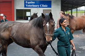Info@royaloakpetclinic.com victoria, bc v8z 3e9. Veterinary Teaching Hospital Massey University