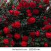 We use our own rootstock, sturdy and easy to graft, and transplant four roses atop it! 1
