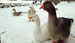 Winter Care For Waterfowl Hobby Farms