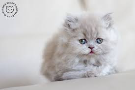 The tortoiseshell cat, aka the tortie cat, is the mottled beauty of the feline world. Kitten British Longhair Lilac Tortie British Shorthair Tortie Cats And Kittens