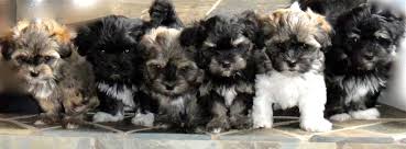 The havanese puppies for sale at royal flush havanese florida, 13790 treeline avenue, ft. Puppies Havanese To Please Home Facebook